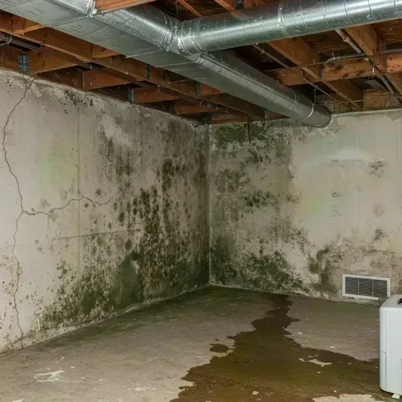 Professional Mold Removal in Hillsdale, MO